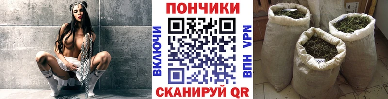 Шишки марихуана сатива  Сурск 